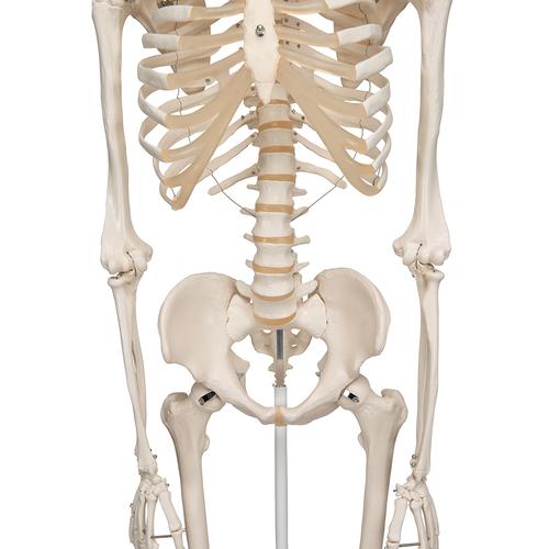 真人大小人體骨骼模型