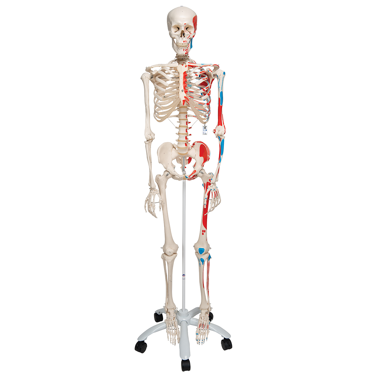 真人大小人體肌肉骨骼模型