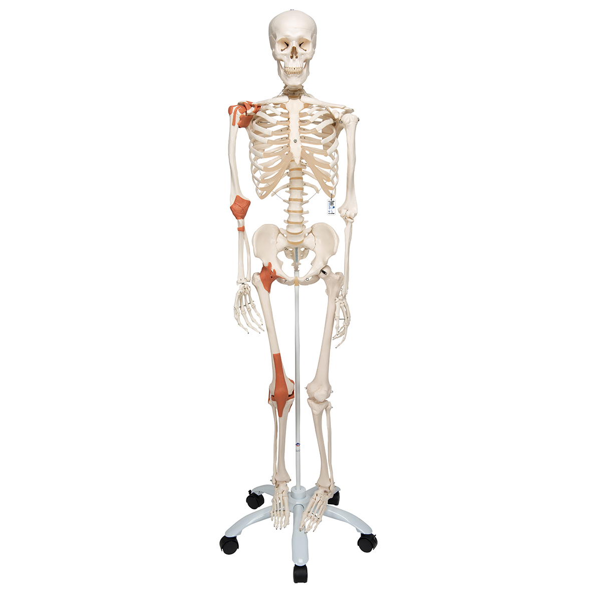 真人大小人體韌帶骨骼模型
