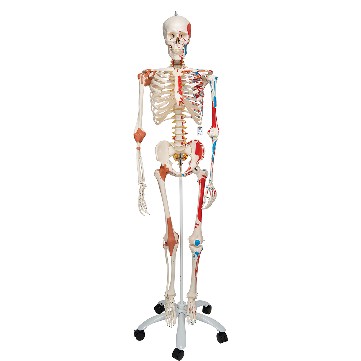 真人大小人體肌肉韌帶骨骼模型