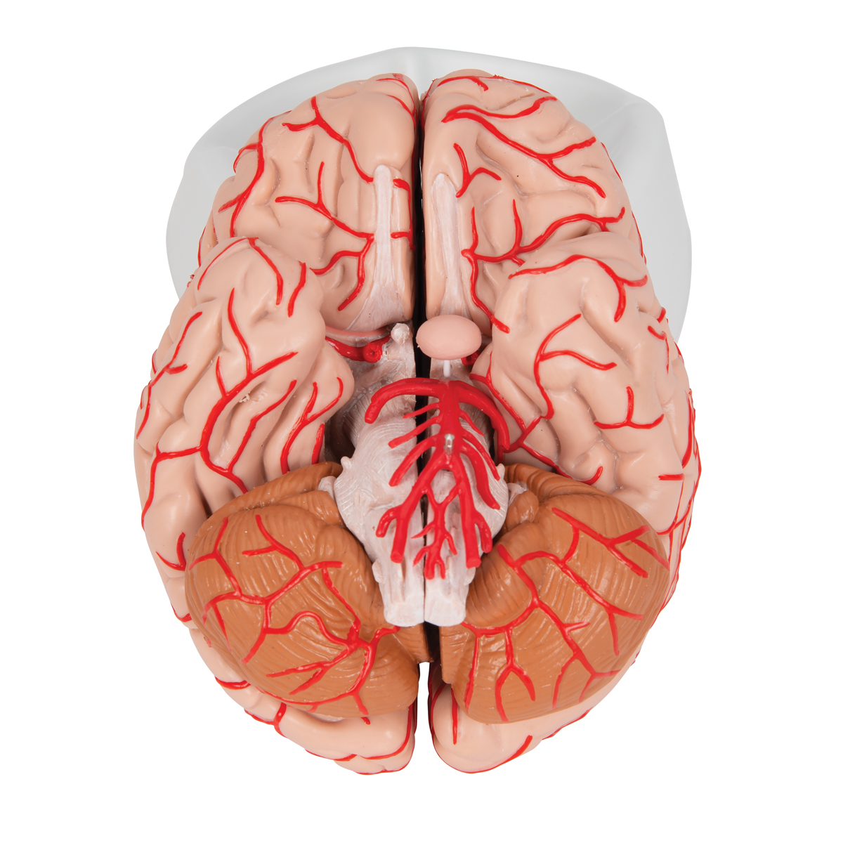 具動脈之大腦模型 - 9 分解