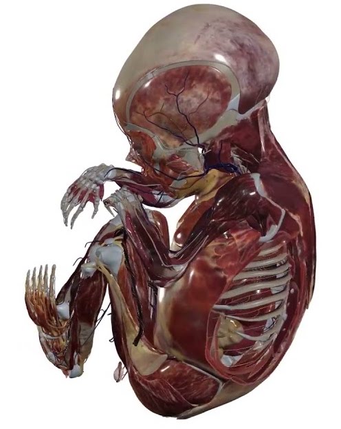 Anatomage Table 虛擬解剖桌_胎兒