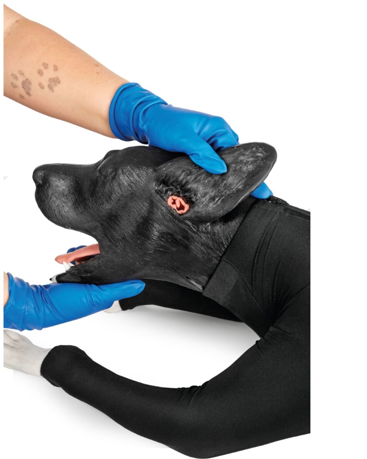 犬類臨床技能整合訓練模型