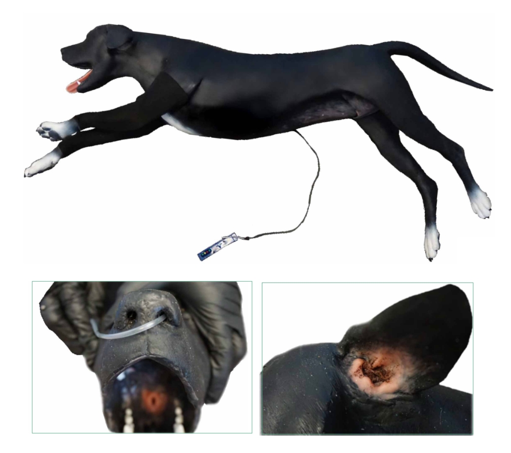 犬類臨床技能整合訓練模型