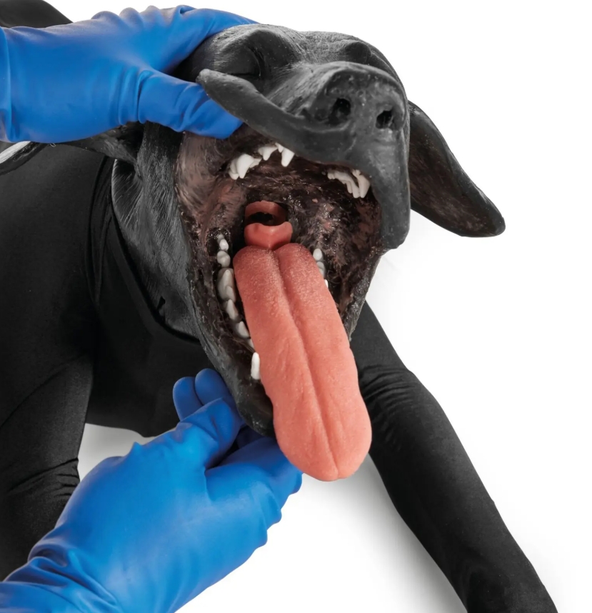 犬類臨床技能整合訓練模型